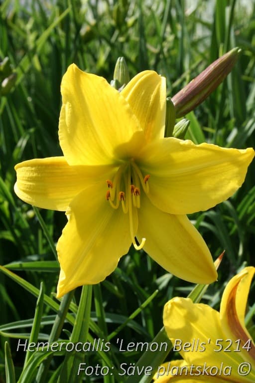 Hemerocallis 'Lemon Bells'