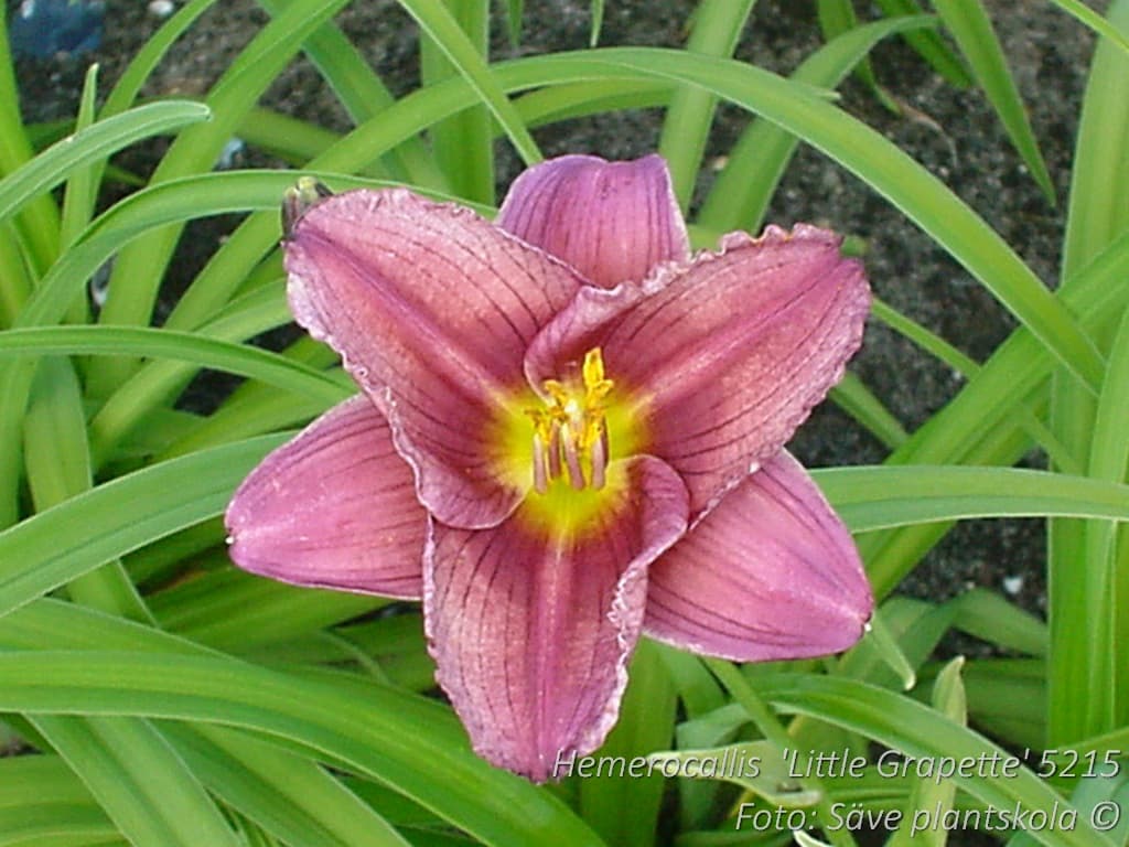 Hemerocallis 'Little Grapette'