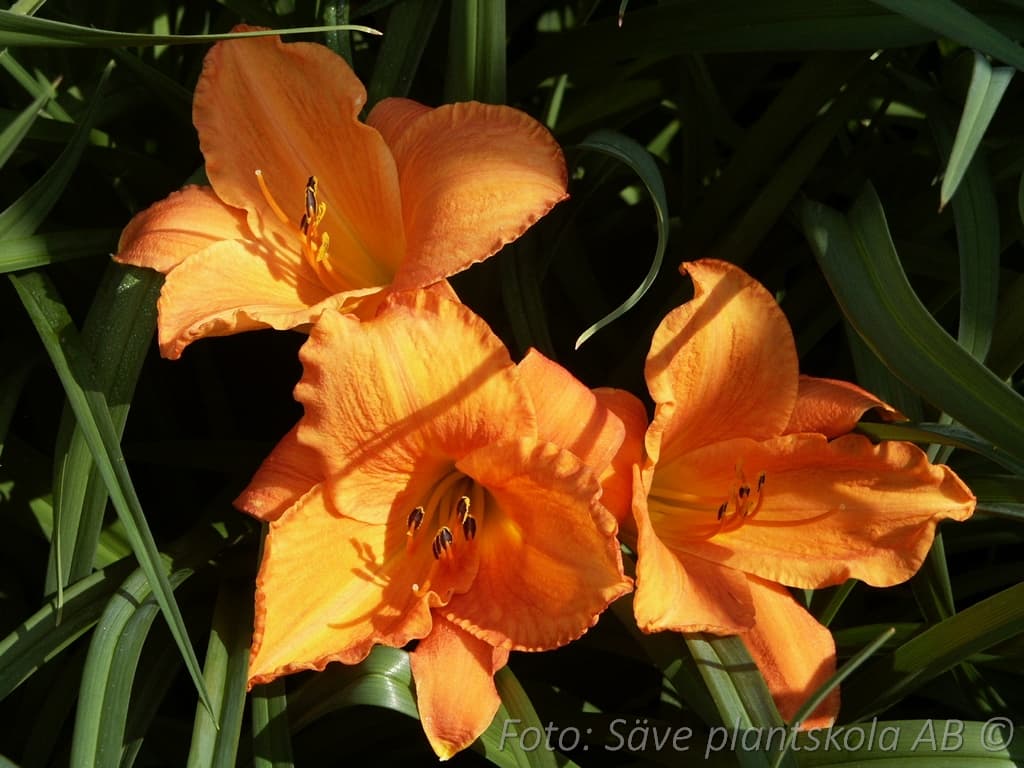 Hemerocallis   'Mauna Loa'