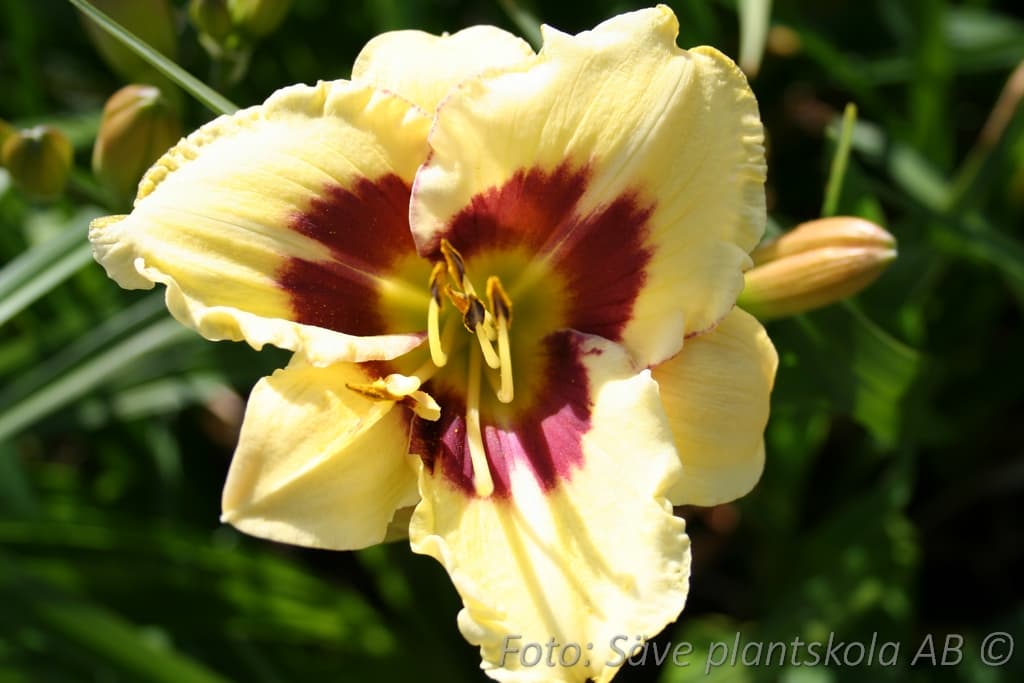 Hemerocallis 'Moonlit Masquerade'