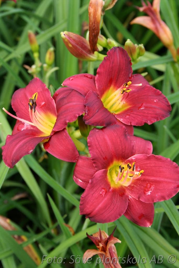 Hemerocallis 'Pardon me'