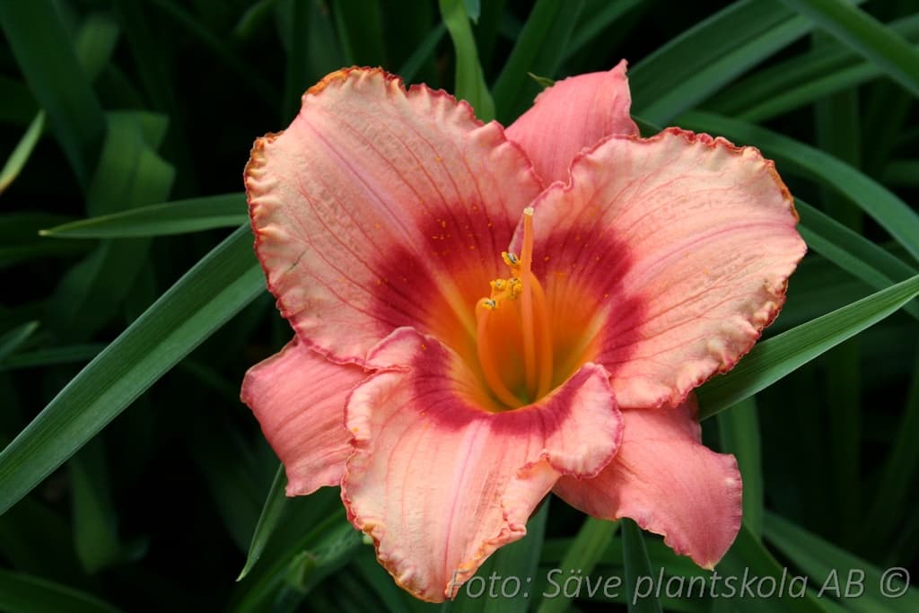 Hemerocallis 'Strawberry Candy'