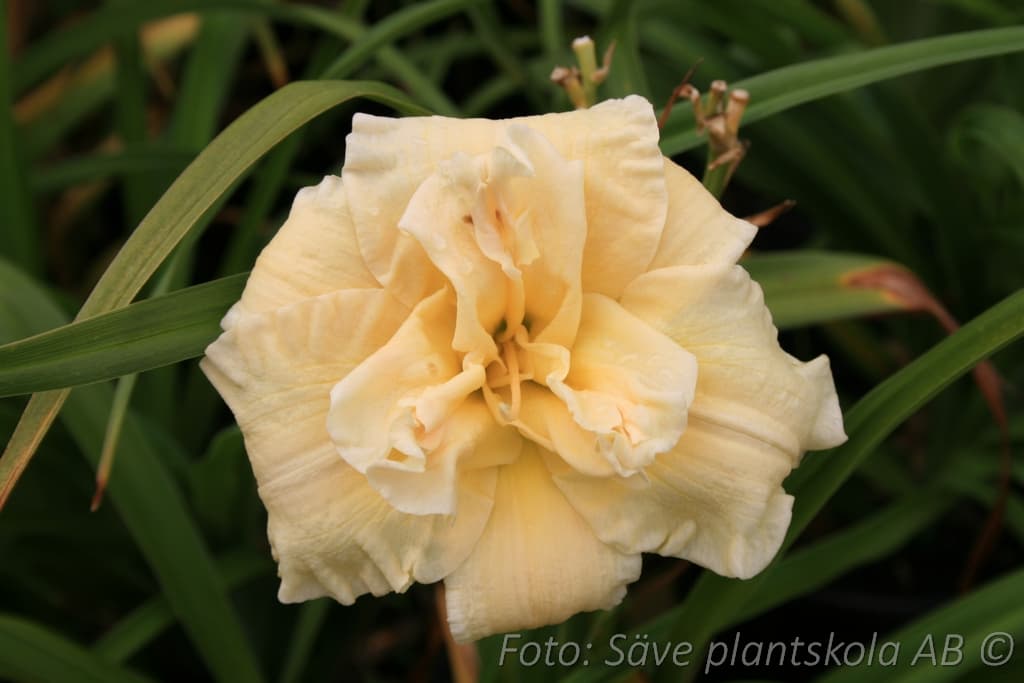 Hemerocallis 'Schnickel Fritz'
