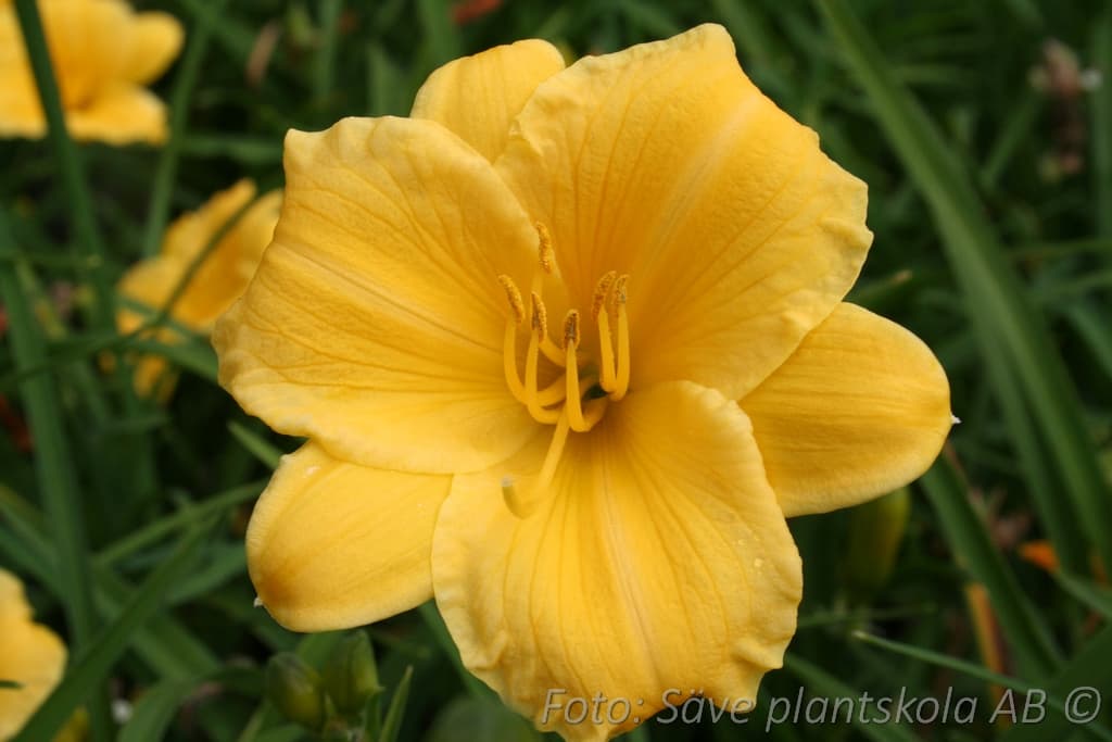 Hemerocallis   'Stella de Oro'