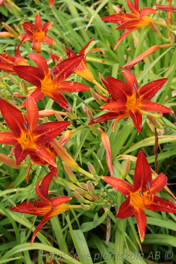 Hemerocallis   'Sammy Russel'