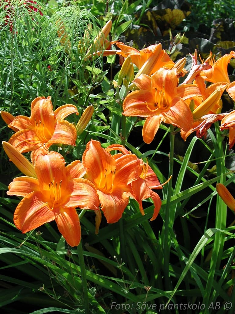 Hemerocallis 'Rocket City'