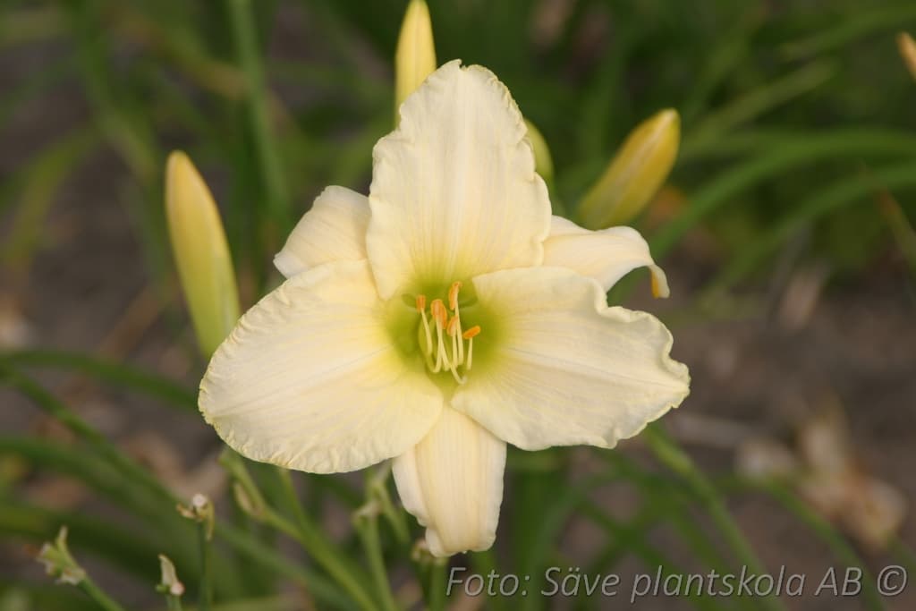 Hemerocallis 'Serena Madonna'