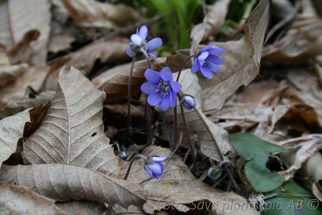 Hepatica nobilis