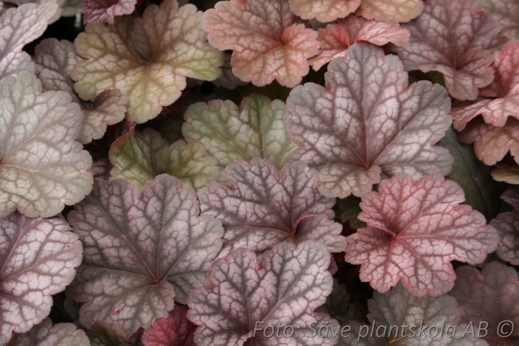 Heuchera 'Berry Smoothie' (PBR)