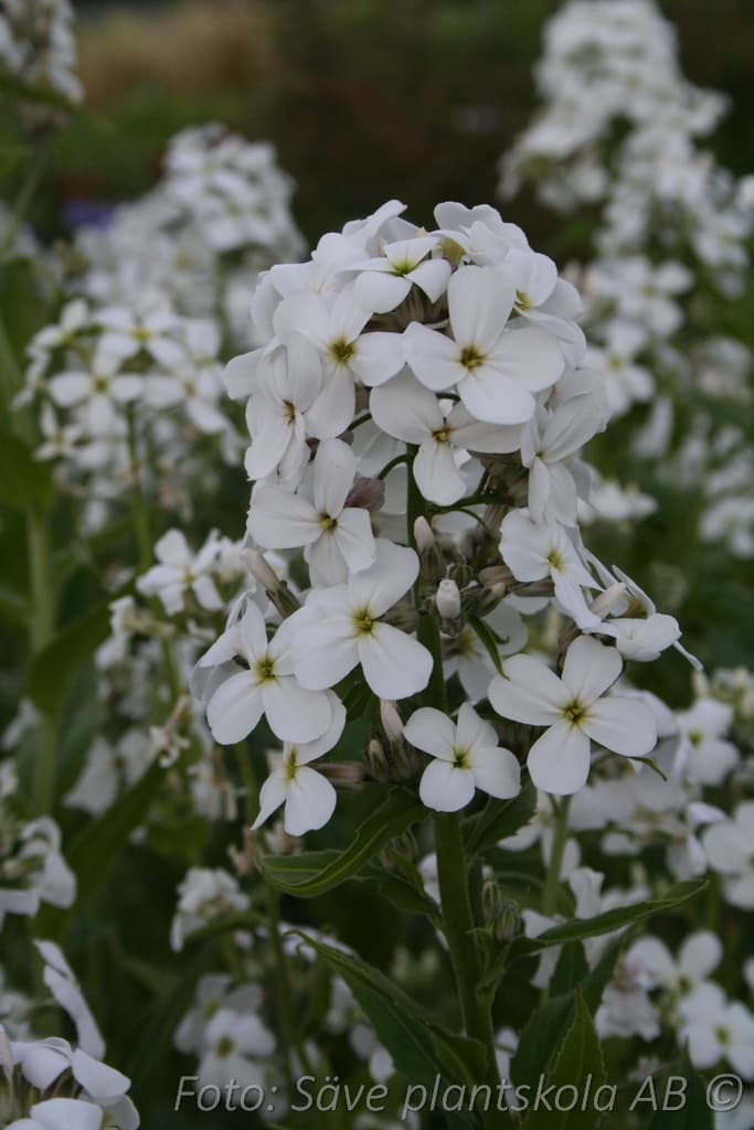 Hesperis matronalis 'Alba'