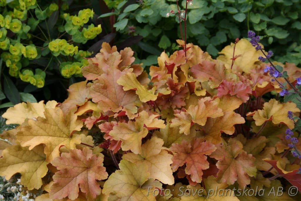 Heuchera 'Marmalade' (PBR)