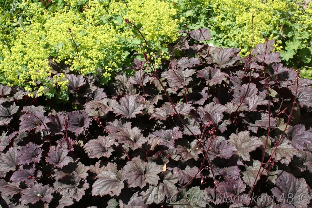 Heuchera 'Frosted Violet' (PBR)