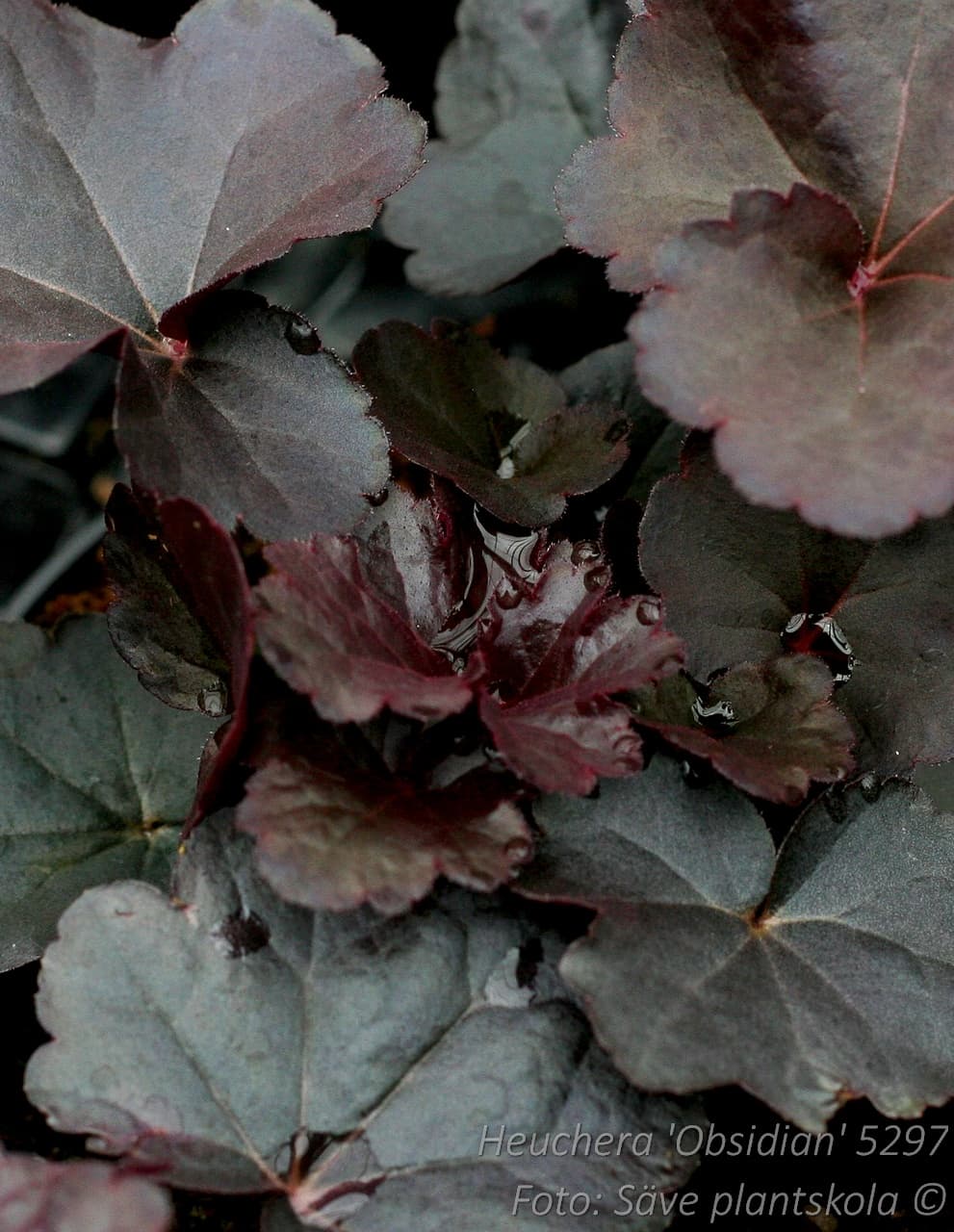 Heuchera   'Obsidian' (PBR)