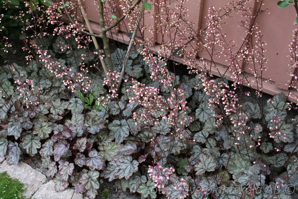 Heuchera   'Jade Gloss'  (PBR)