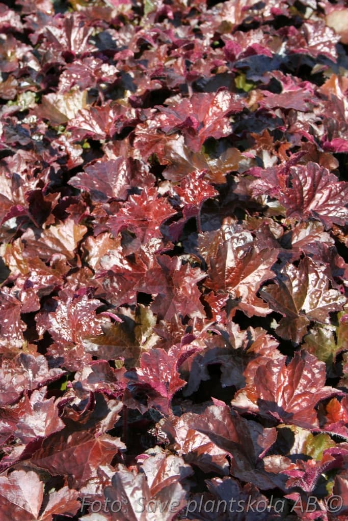 Heuchera 'Palace Purple'