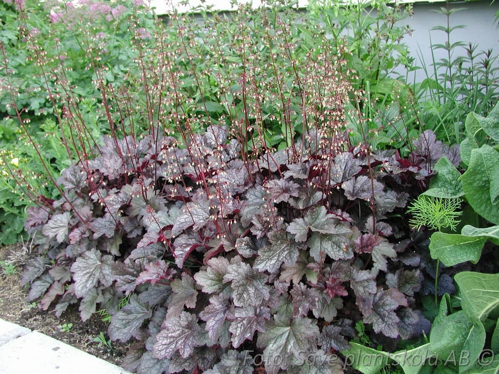 Heuchera   'Plum Pudding'