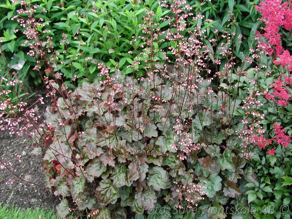Heuchera 'Rachel'