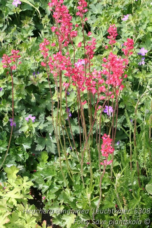 Heuchera sanguinea 'Leuchtkäfer'