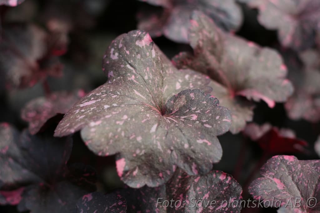 Heuchera 'Midnight Rose'