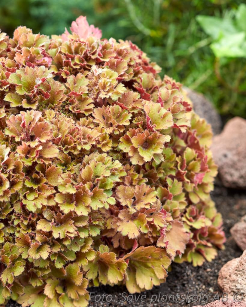 Heuchera 'Frilly'