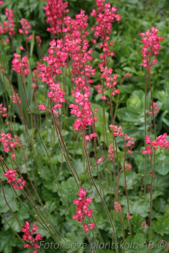 Heuchera sanguinea 'Ruby Bells'