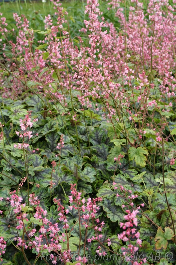 Heucherella 'Tapestry' (PBR)