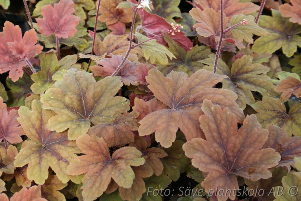 Heucherella 'Sweet Tea' (PBR)
