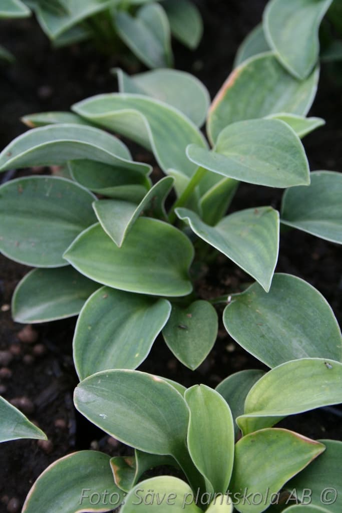 Hosta 'Blue Mouse Ears'