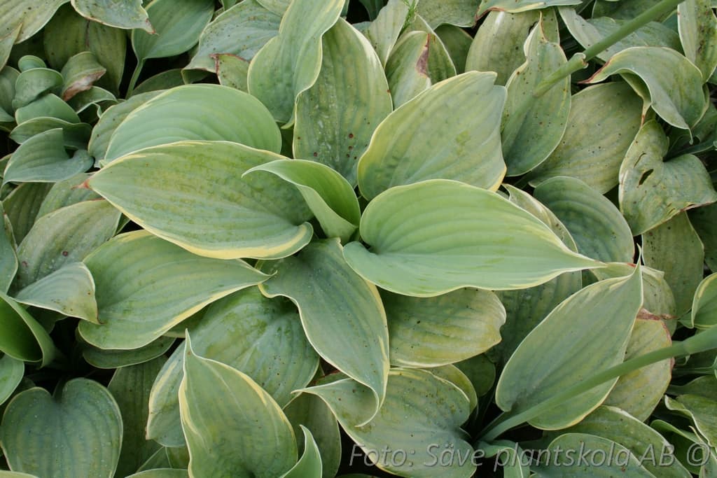 Hosta 'First Frost'