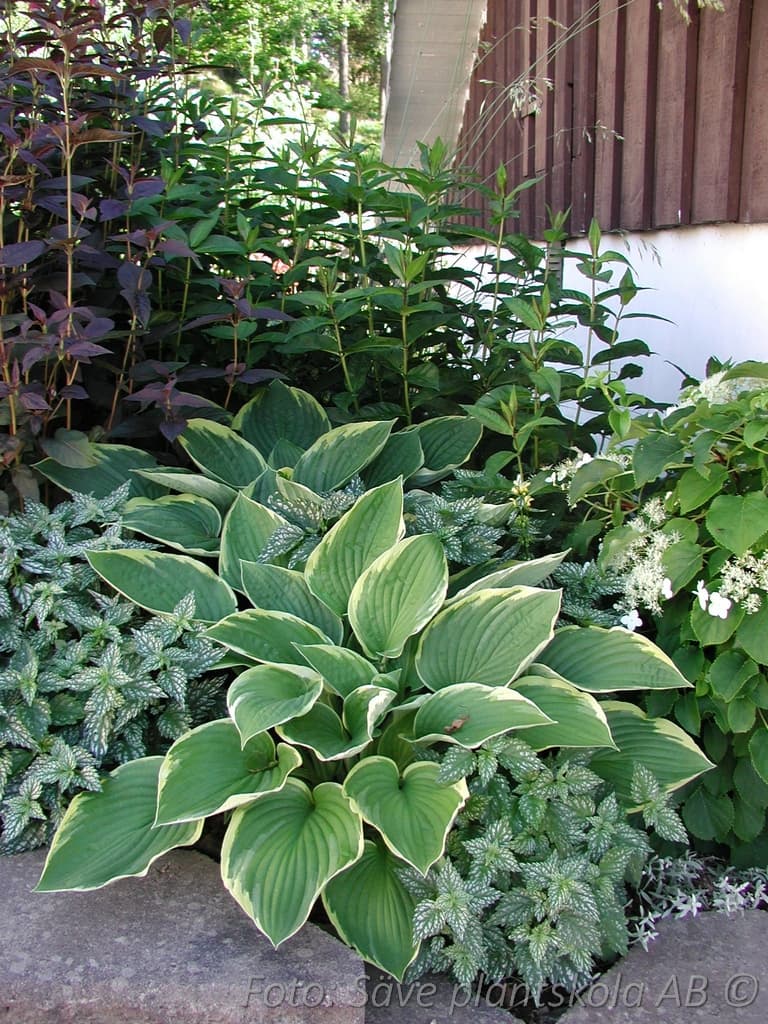 Hosta fortunei 'Aureomarginata'