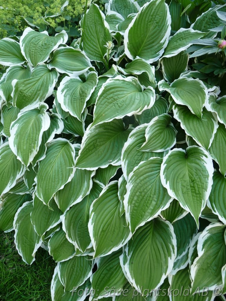 Hosta fortunei 'Francee'