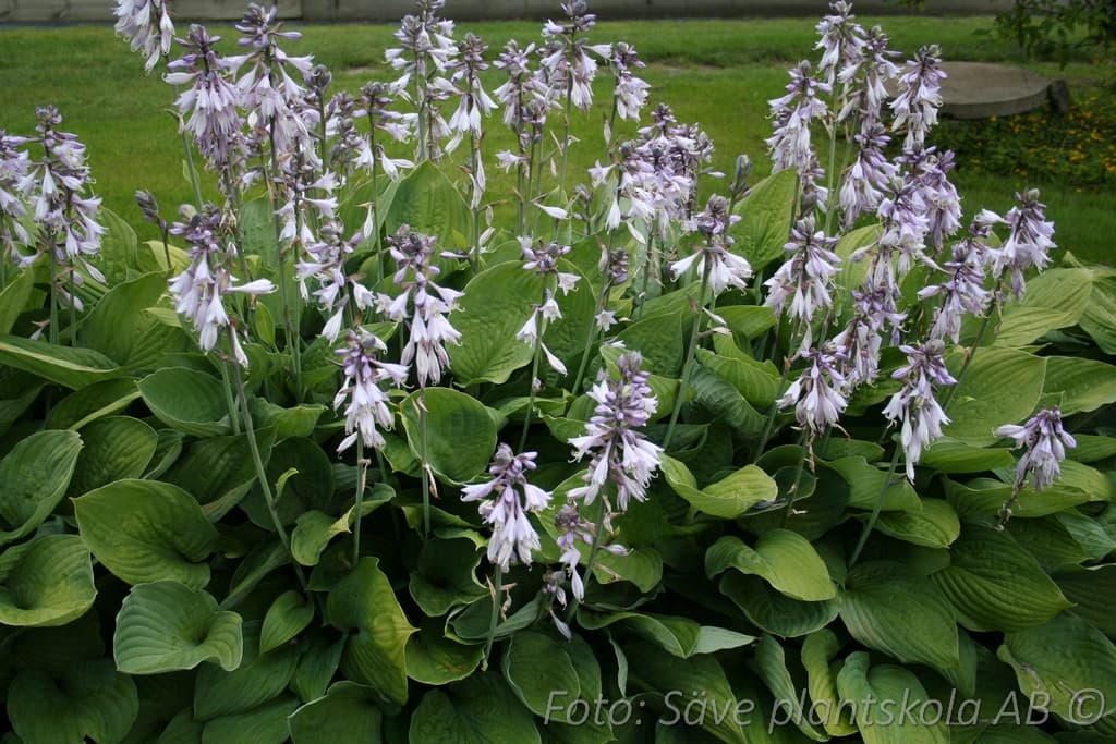 Hosta fortunei  'Hyacinthina'