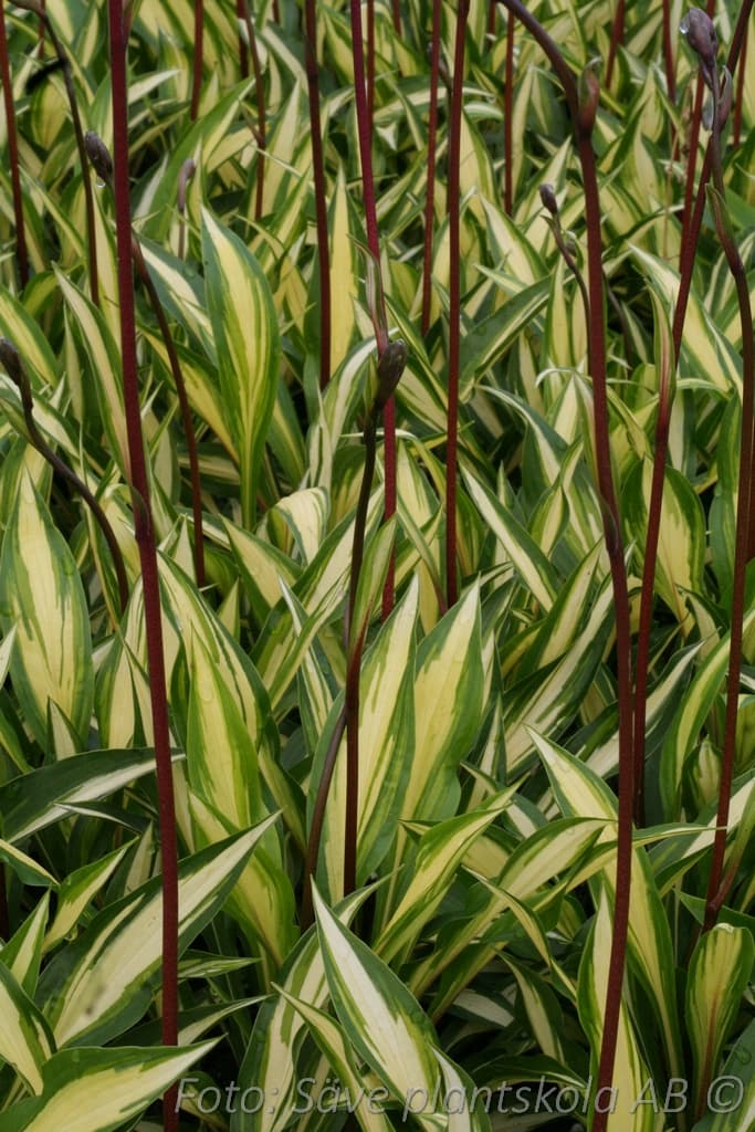 Hosta 'Cherry Berry'