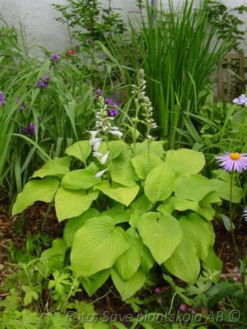 Hosta  'August Moon'