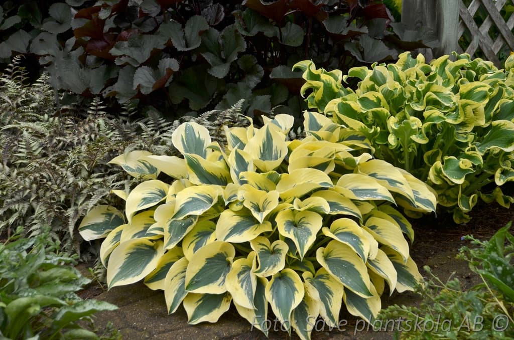 Hosta 'Autumn Frost'
