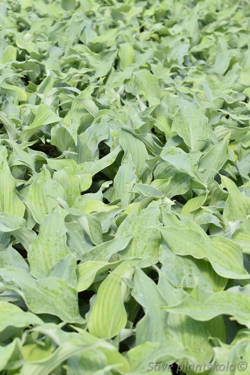 Hosta 'Diamond Lake'