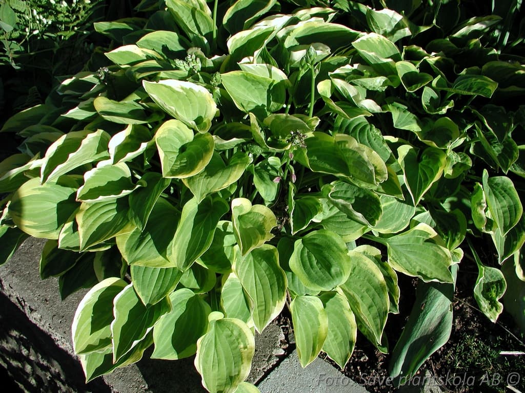 Hosta 'Golden Tiara'