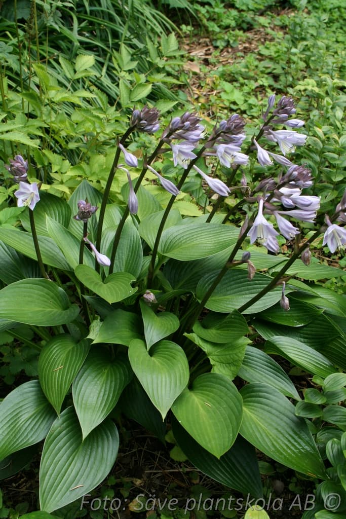Hosta tardiana 'Devon Green'