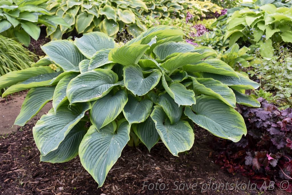 Hosta 'Wu-La-La'