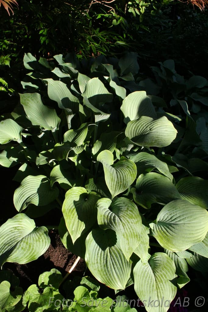 Hosta 'Krossa Regal'