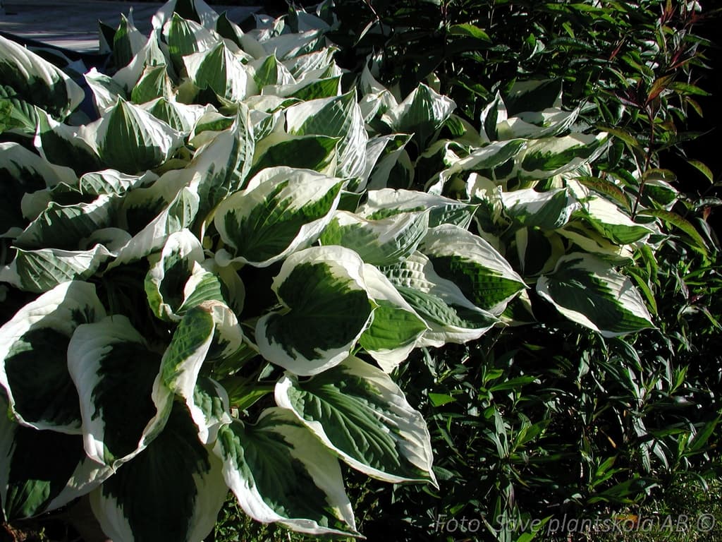 Hosta fortunei 'Patriot'