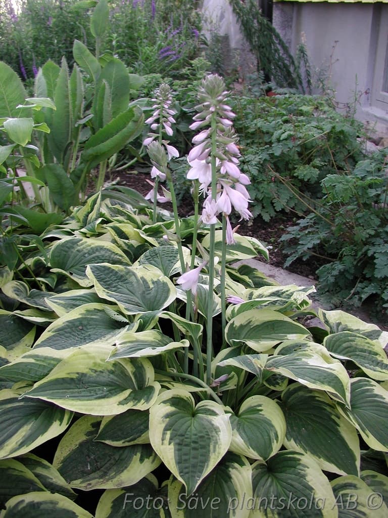 Hosta  'Wide Brim'