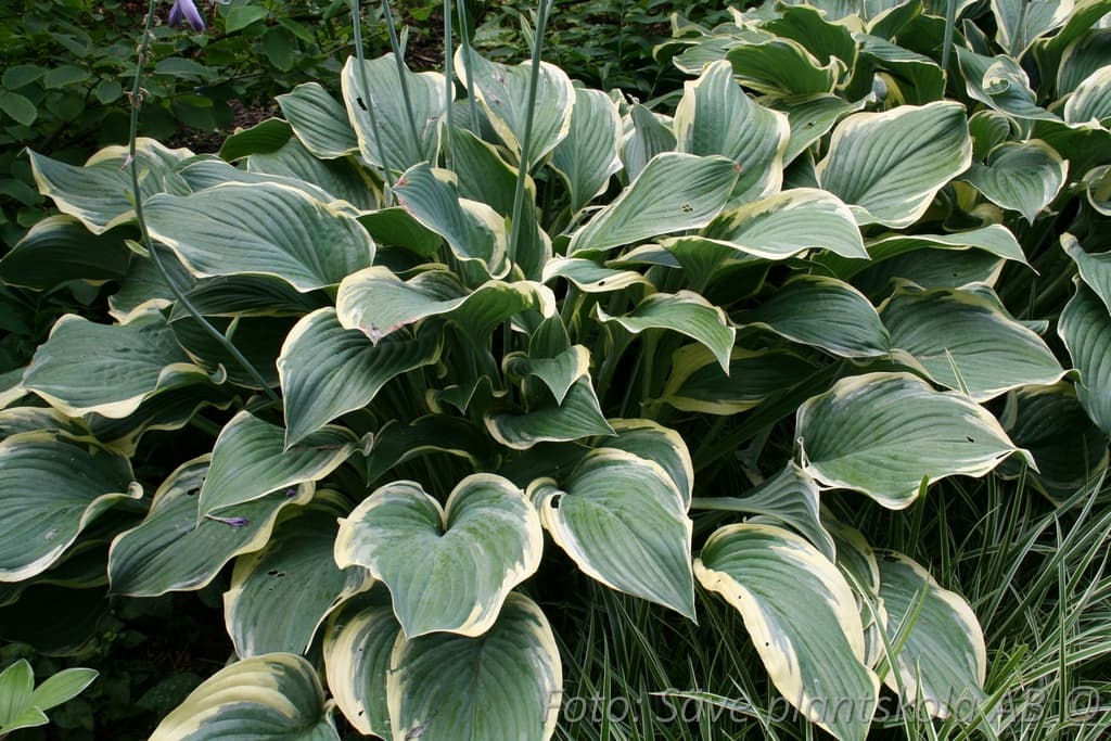 Hosta 'Regal Splendor'