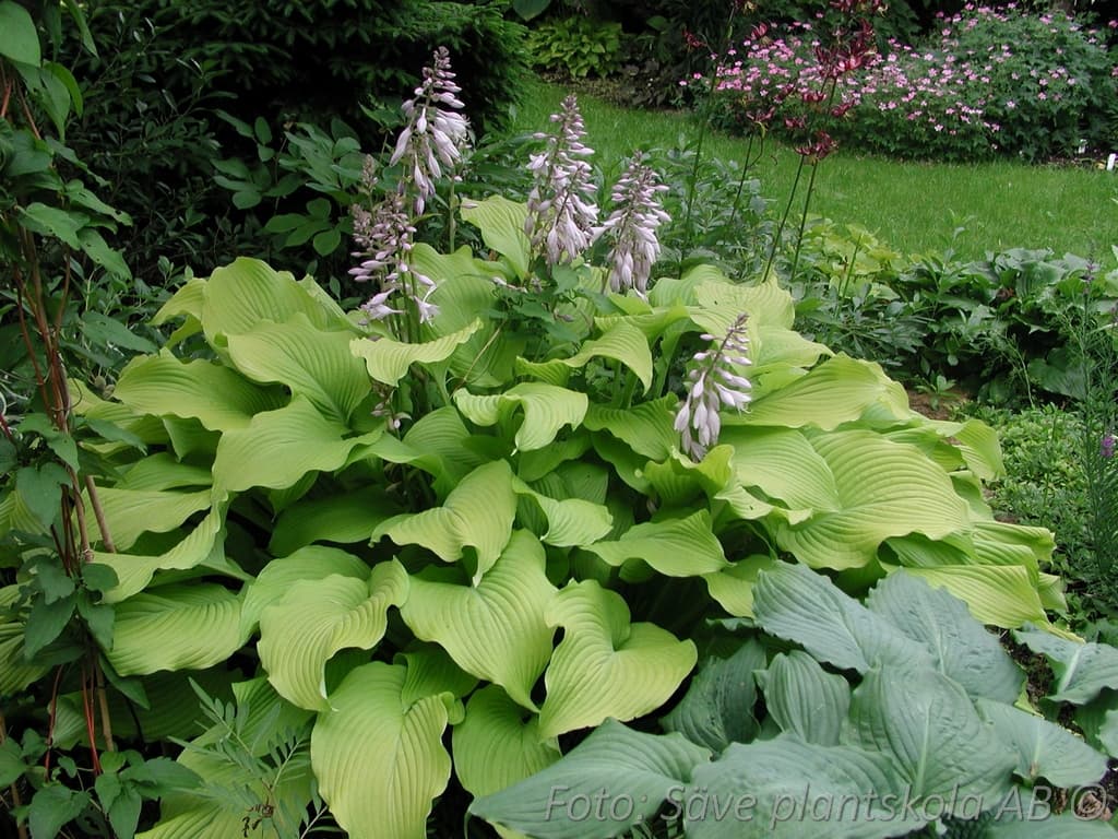 Hosta  'Sum and Substance'