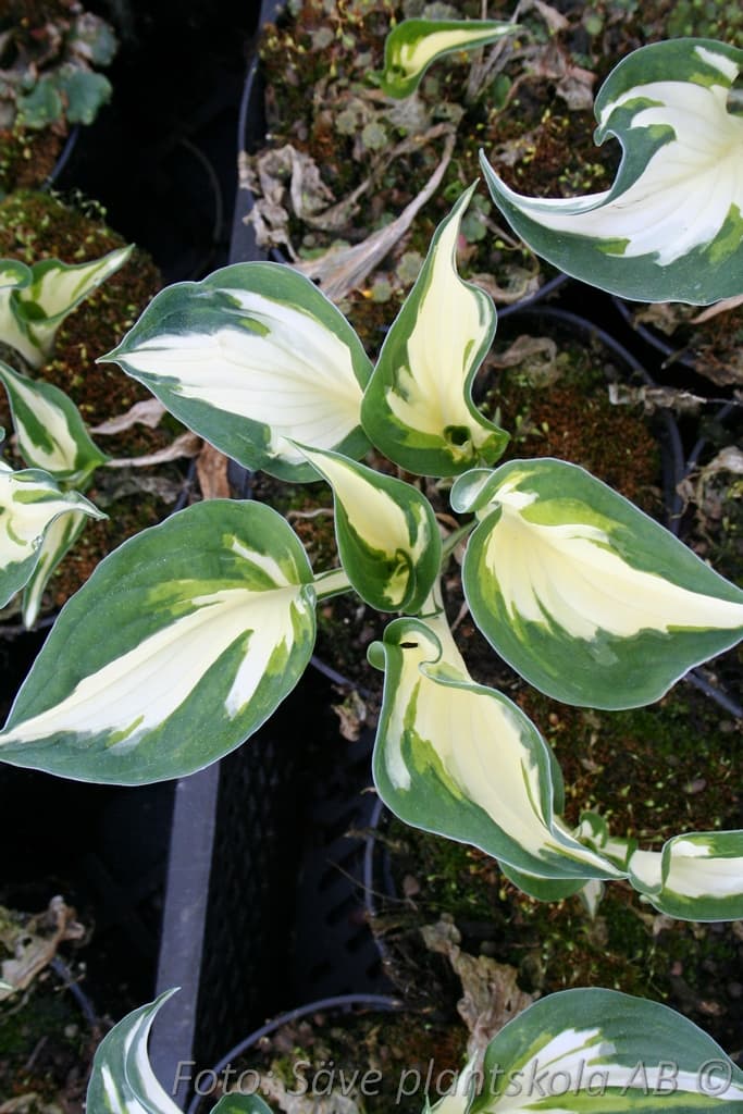 Hosta fortunei 'Fire & Ice'