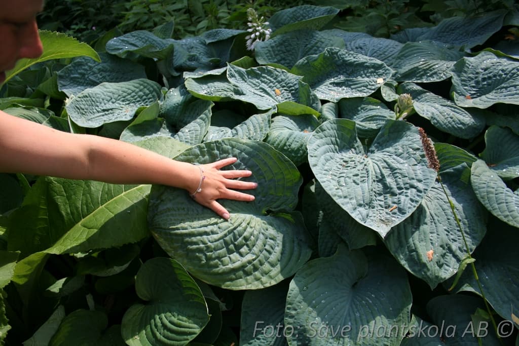 Hosta sieboldiana 'Elegans'