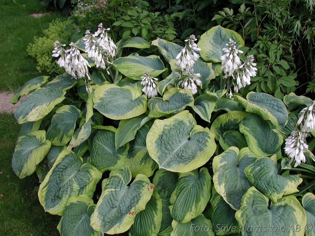 Hosta sieboldiana 'Frances Williams'