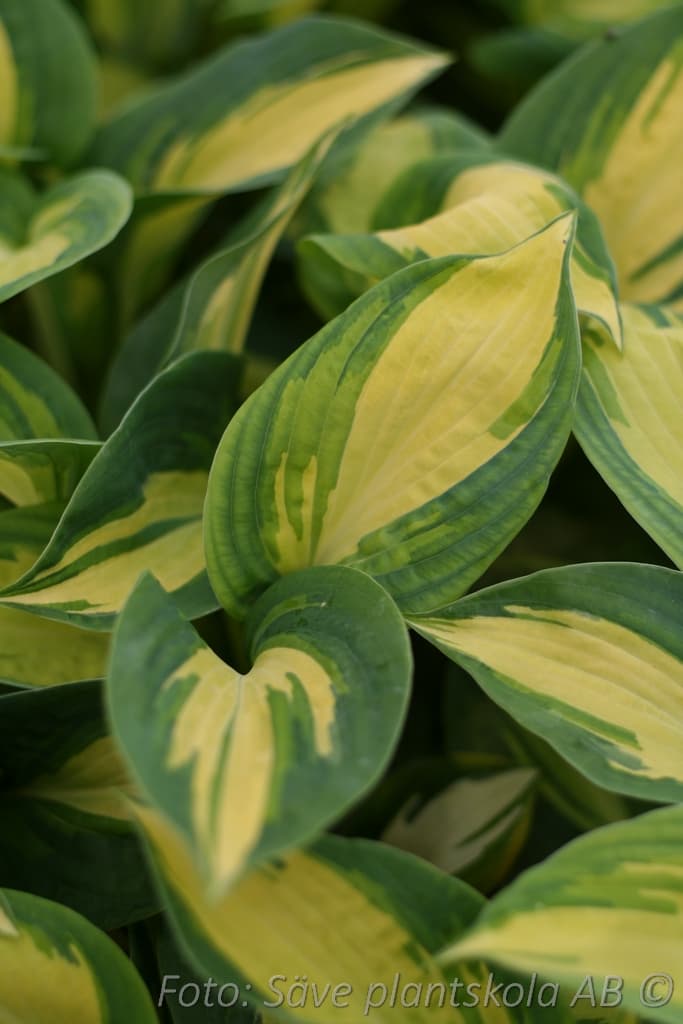 Hosta sieboldiana 'Great Expectations'