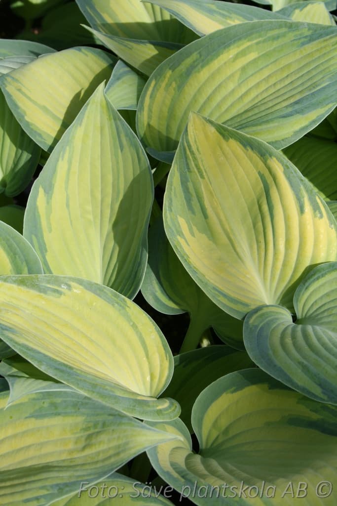 Hosta tardiana 'June'