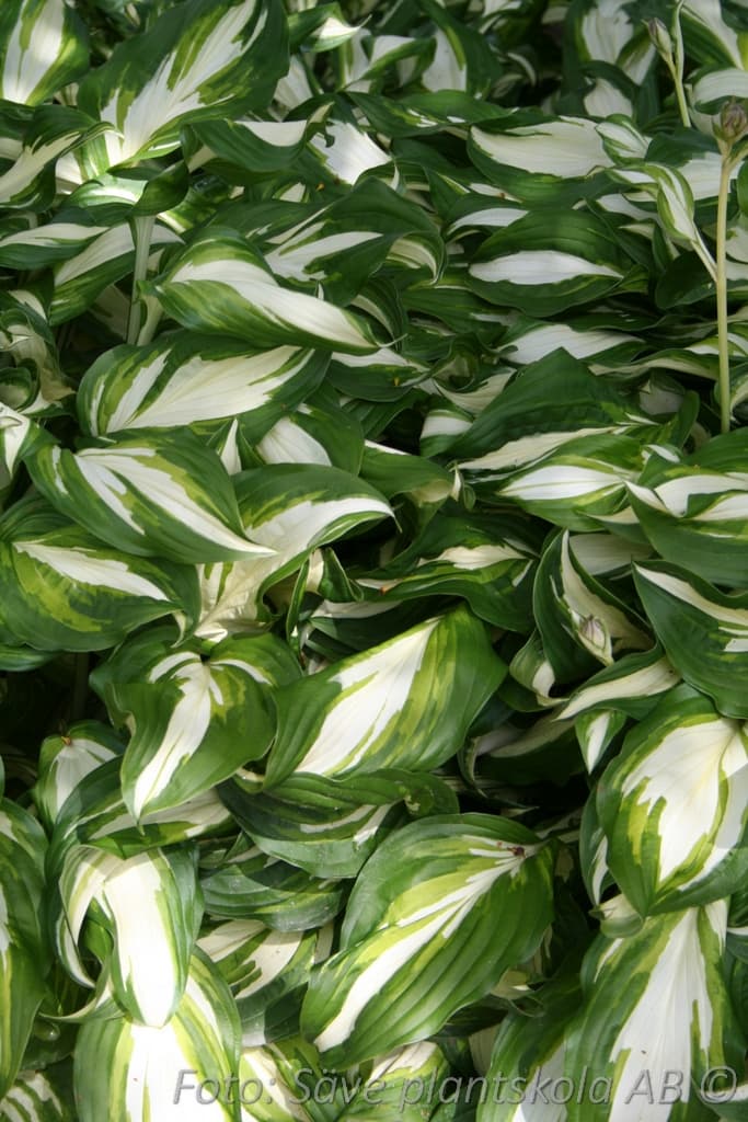 Hosta 'Night Before Christmas'